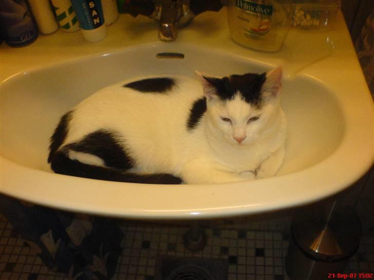 Huskat Fonzie - Dejlig kølig håndvask....aaaah :o) billede 3