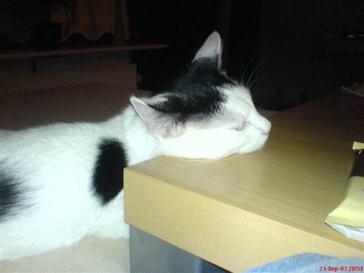 Huskat Fonzie - Nu kan jeg altså ikke holde hovedet oppe længere..... billede 4