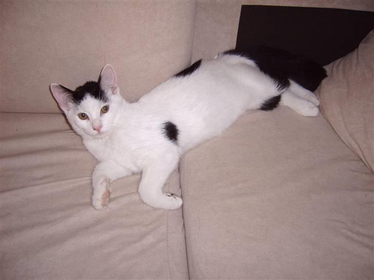 Huskat Fonzie - Halløjsa.... billede 5