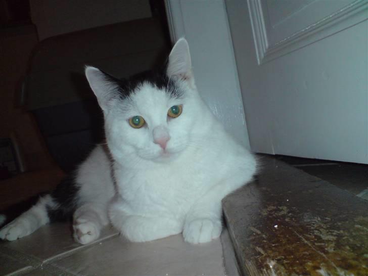 Huskat Fonzie - MNja...er godt nok blevet lidt tykkere i hovedet, men....det er...hm...alt pelsen der gør det. billede 6