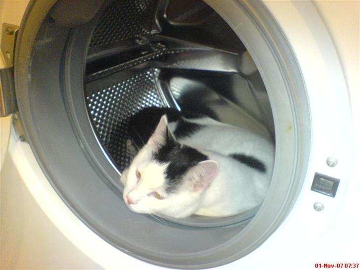 Huskat Fonzie - Gi´r du en svingtur mor ?? billede 7