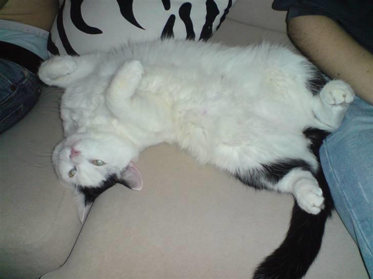 Huskat Fonzie - Elsker at slange mig på sofaen.... billede 8