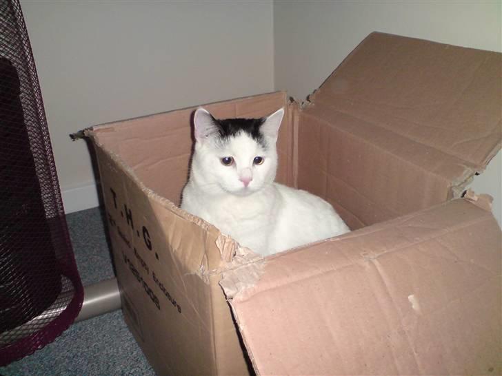 Huskat Fonzie - Papkassen er MIN...gå med dig. billede 9