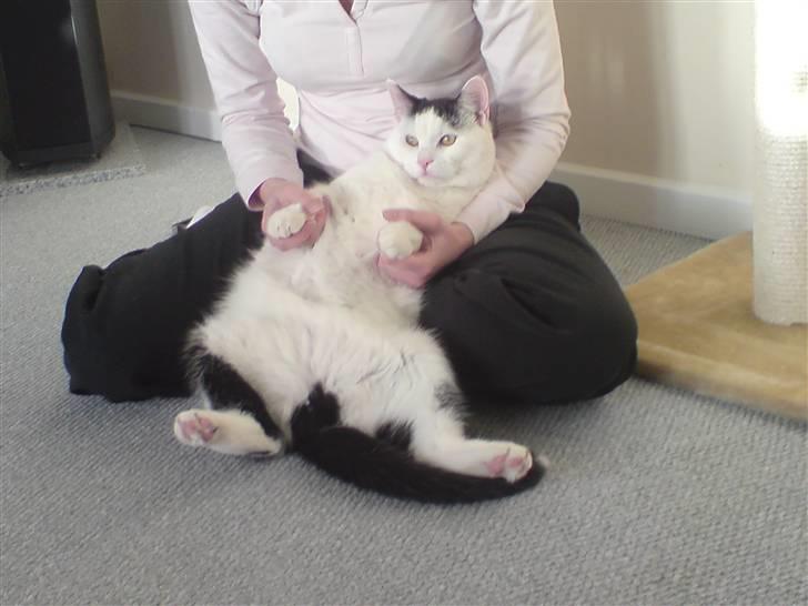 Huskat Fonzie - Mor kan næsten gøre ved mig hvad hun vil....hun er dejlig :o) billede 10