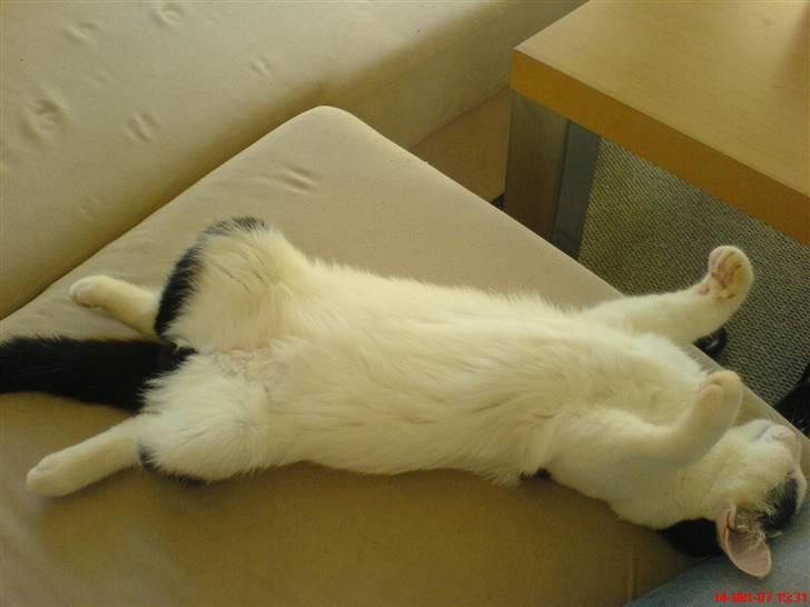 Huskat Fonzie - ZZZZzzzZZzzzz..... billede 11