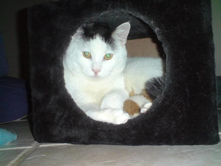 Huskat Fonzie - Kuk kuk...jeg er herinde... billede 12