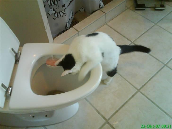 Huskat Fonzie - Puuuuha.....den KatteJammerRock-koncert var hård.....aldrig mere hårbolle-tjald ;o) billede 13