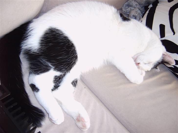 Huskat Fonzie - En af mine yndlingsbeskæftigelser....hehe. billede 14