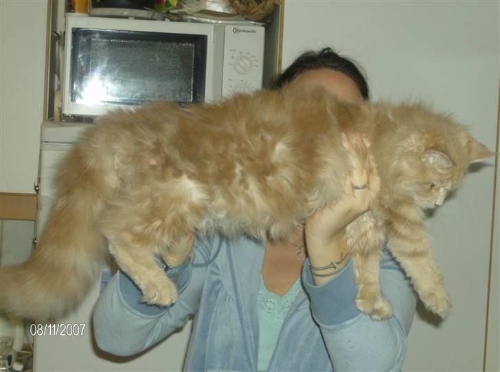 Maine Coon Venus P. - man er da en flot stor hunmis billede 2