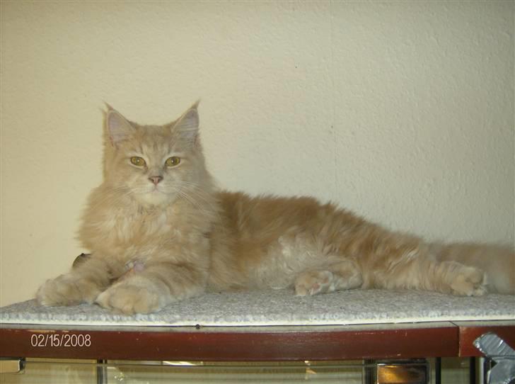 Maine Coon Venus P. - dette er min plads billede 3
