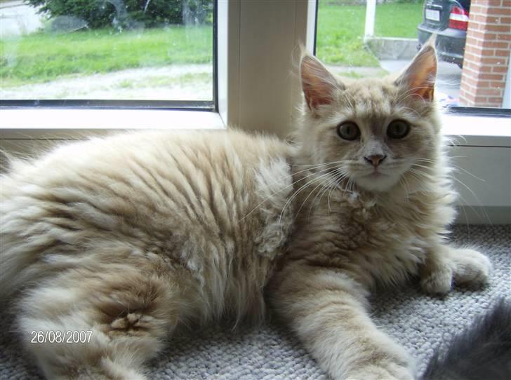 Maine Coon Venus P. - her er man kun ca 4 mdr billede 4
