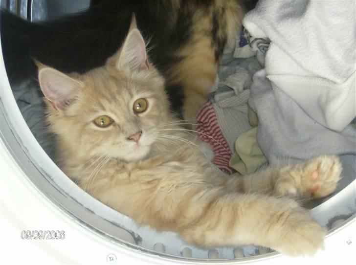 Maine Coon Venus P. - giver lige en tur i tumbleren, vil du med? billede 5