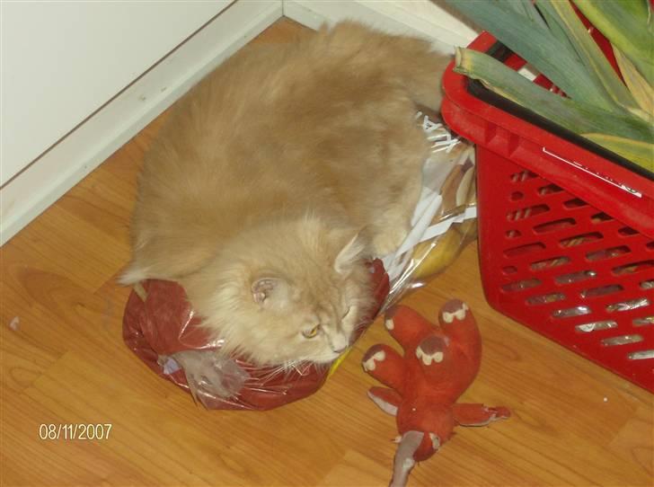 Maine Coon Venus P. - det er mine alle 5 kg kartofler, i får dem ikke...  billede 6