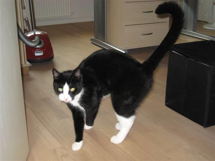 Blanding af racer Flipper/ mis billede 6