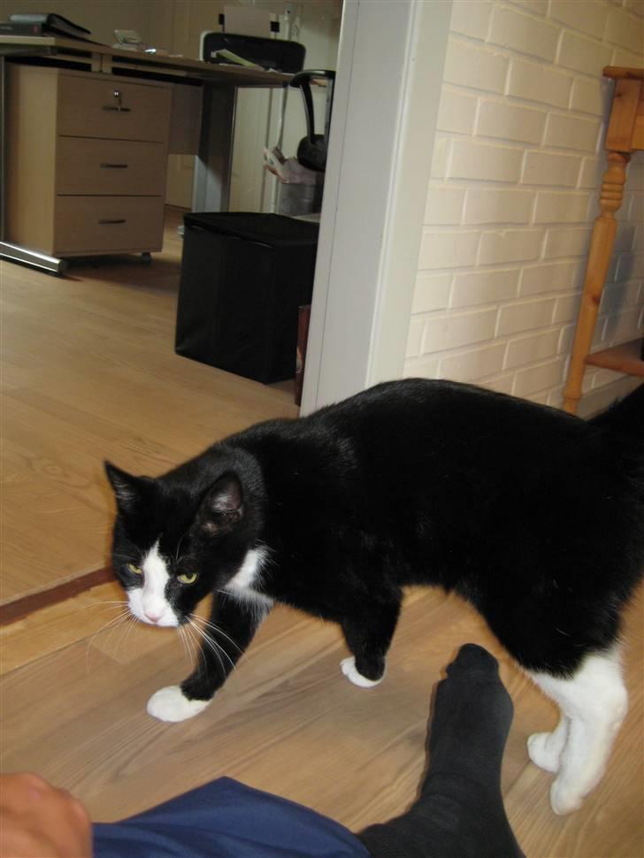 Blanding af racer Flipper/ mis billede 7