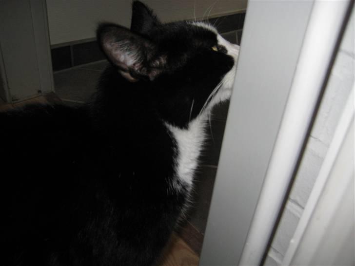 Blanding af racer Flipper/ mis billede 8