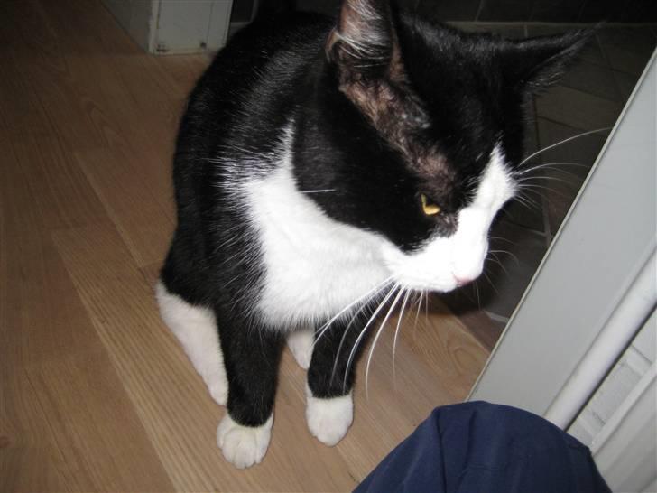 Blanding af racer Flipper/ mis billede 9