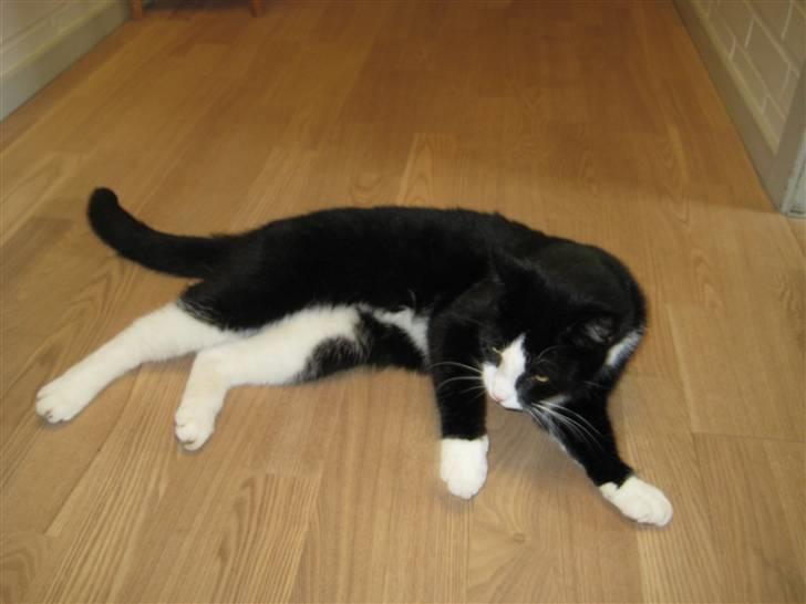 Blanding af racer Flipper/ mis billede 10