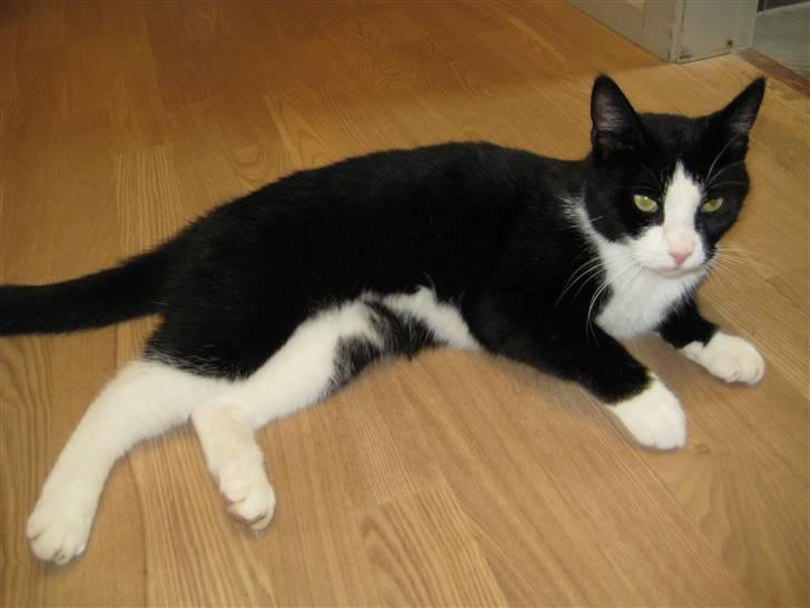 Blanding af racer Flipper/ mis billede 11