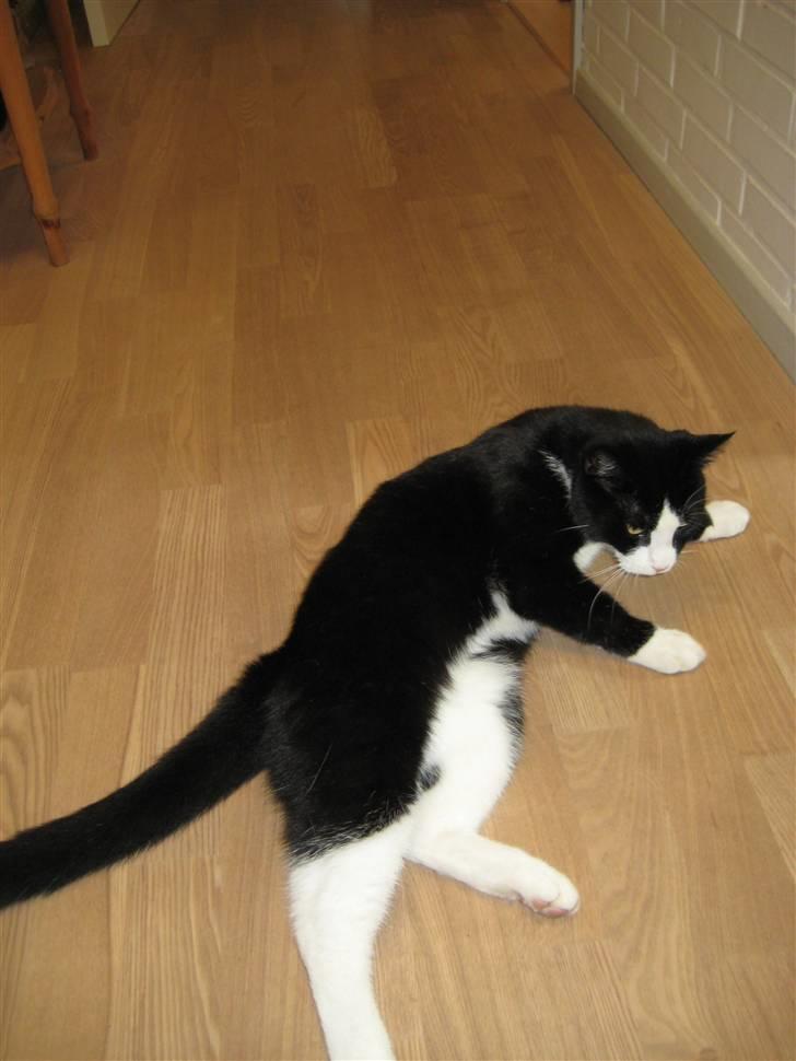 Blanding af racer Flipper/ mis billede 12