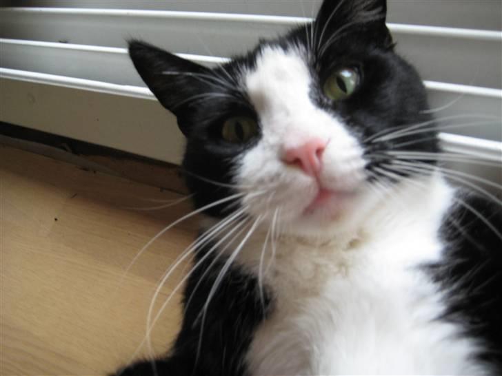 Blanding af racer Flipper/ mis billede 13