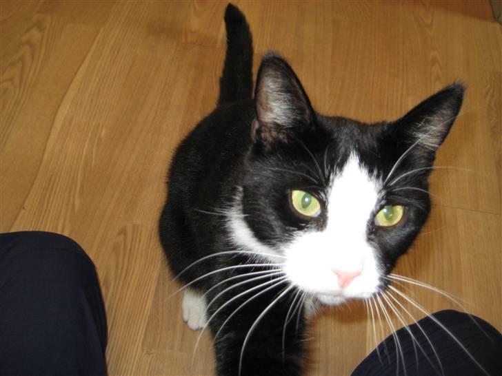 Blanding af racer Flipper/ mis billede 14