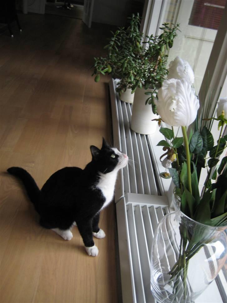 Blanding af racer Flipper/ mis billede 15