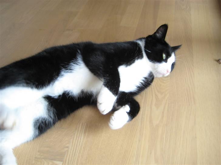 Blanding af racer Flipper/ mis billede 16