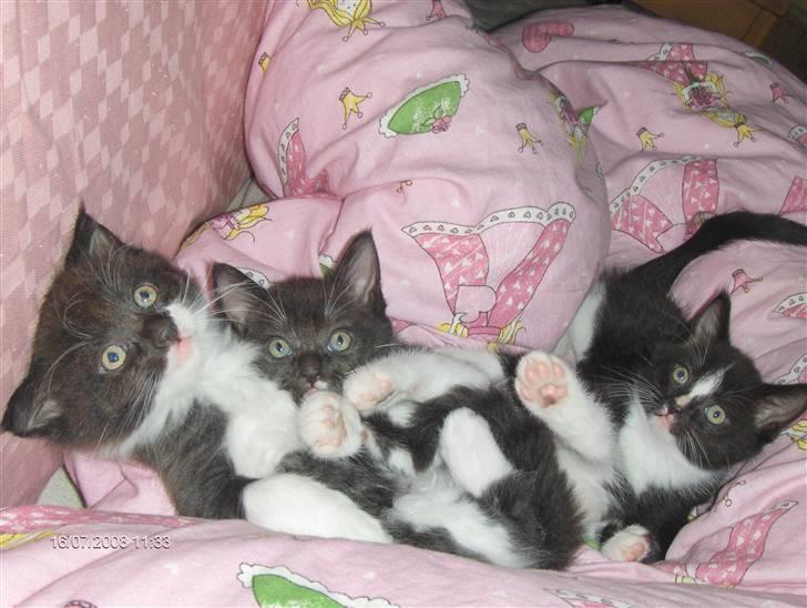 Huskat Plet, Pjok & Lille Lis Jr - Fra V: Plet, Bette Pjok, Lille Lis Jr. billede 1