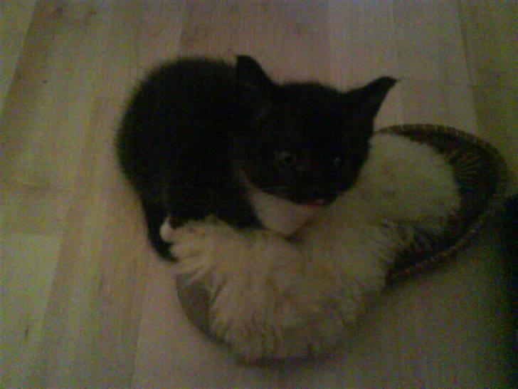 Huskat Plet, Pjok & Lille Lis Jr - Bette Pjok billede 2