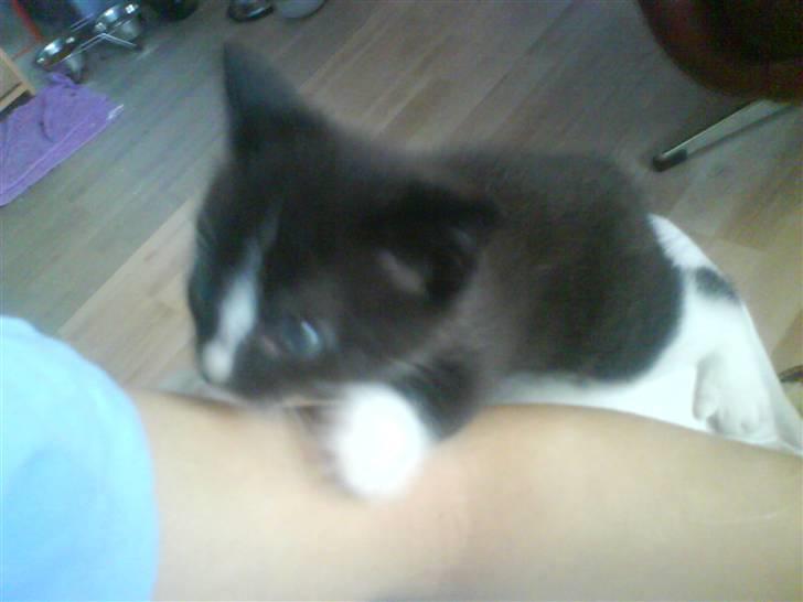 Huskat Plet, Pjok & Lille Lis Jr - Lille Lis Jr. Det ska li siges at det ikke er behageligt.. Gg billede 3