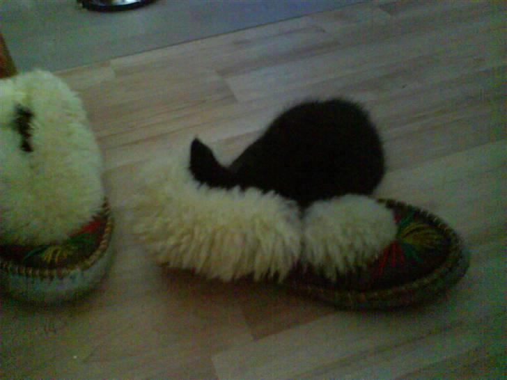 Huskat Plet, Pjok & Lille Lis Jr - Bette Pjok leger gemmeleg.. Haha billede 5