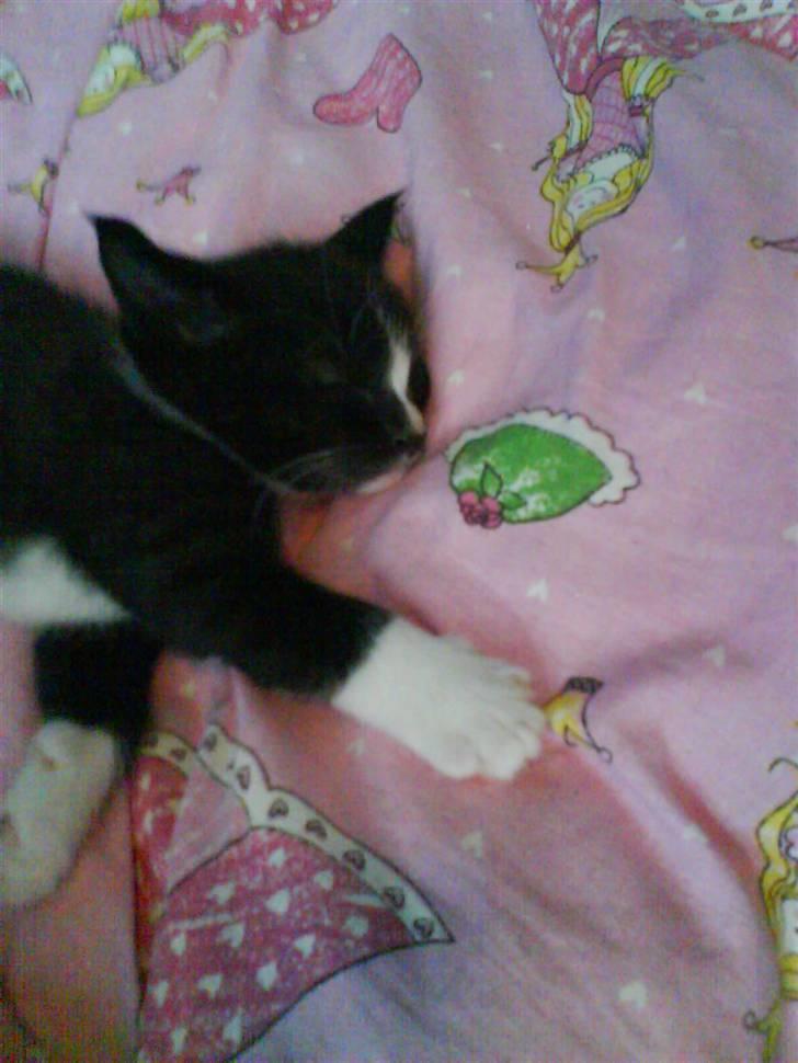 Huskat Plet, Pjok & Lille Lis Jr - ZzzzzzZZzzzzzZZzzz billede 6