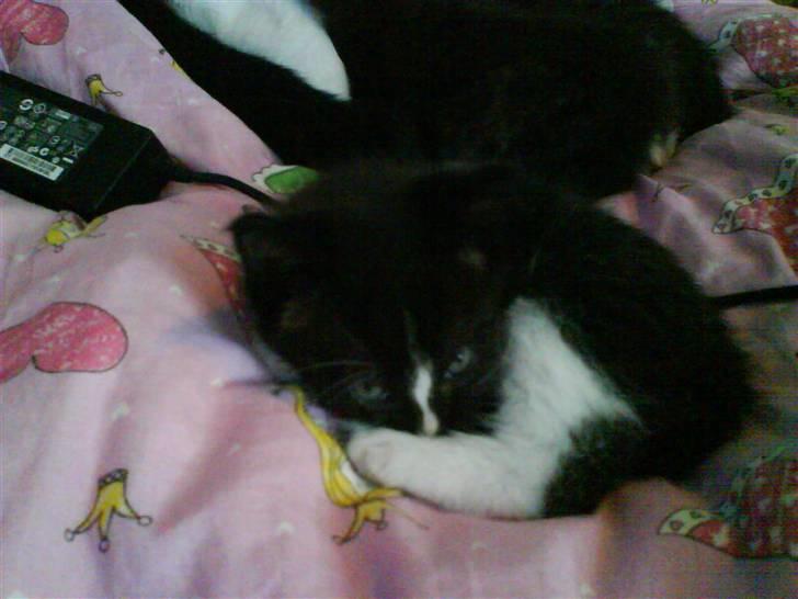 Huskat Plet, Pjok & Lille Lis Jr - "Lad mig så VÆRE!" billede 7