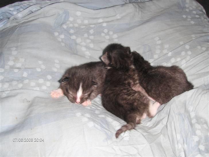 Huskat Plet, Pjok & Lille Lis Jr - Der var vi helt nye.. billede 8