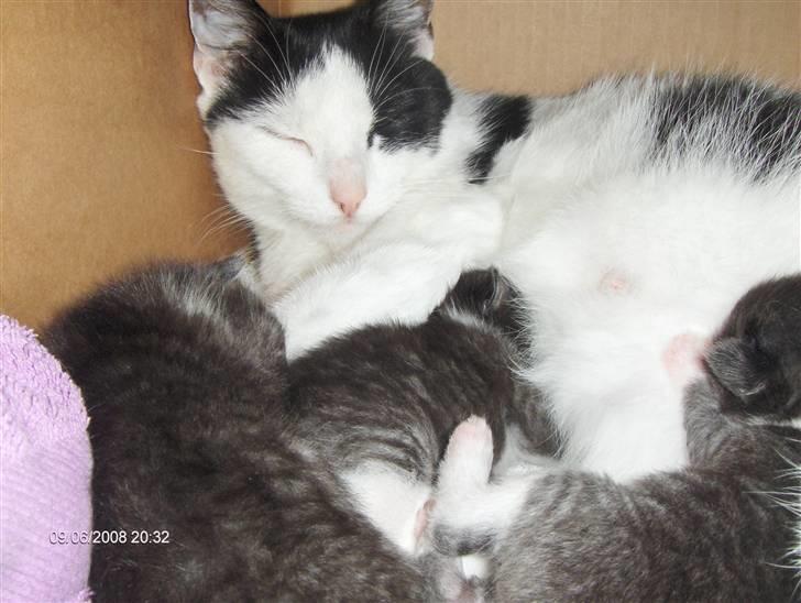 Huskat Plet, Pjok & Lille Lis Jr - Råhygge billede 9