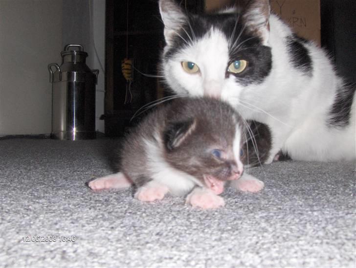 Huskat Plet, Pjok & Lille Lis Jr - "Mor hvor er du???" billede 10