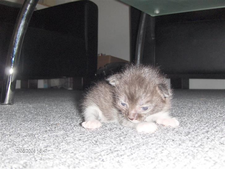 Huskat Plet, Pjok & Lille Lis Jr - "Uhh jeg er ikke tryg ved det her. Hva gik jeg oz helt herud for??" billede 11