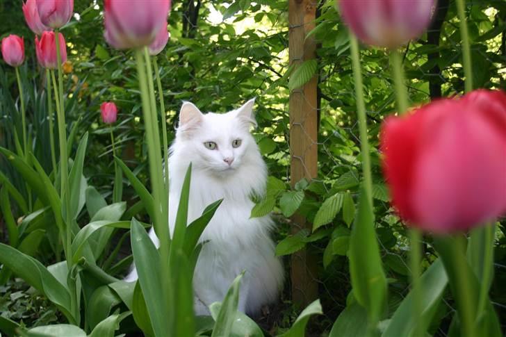 Norsk Skovkat Emma RIP billede 1