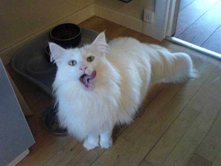 Norsk Skovkat Emma RIP billede 4