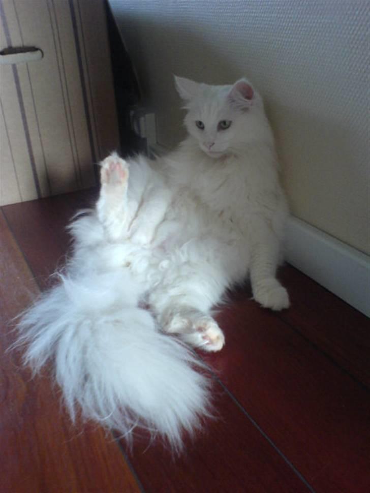 Norsk Skovkat Emma RIP billede 5