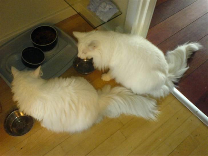 Norsk Skovkat Emma RIP - Emma & Felix - "Har du noget tilovers?" billede 7