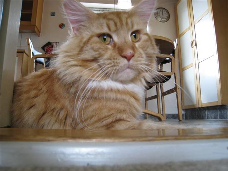 Maine Coon Odin - Rauw, ikke bange, bider kunne nogen gange.. billede 8