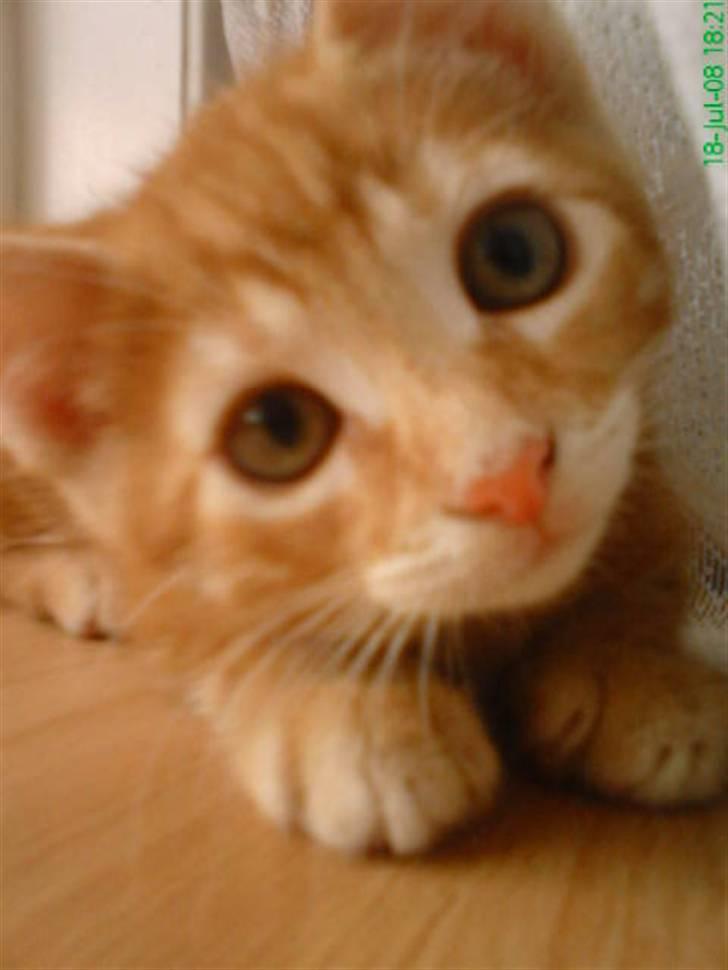 Huskat futte - se mig nu jeg rask og glad billede 1