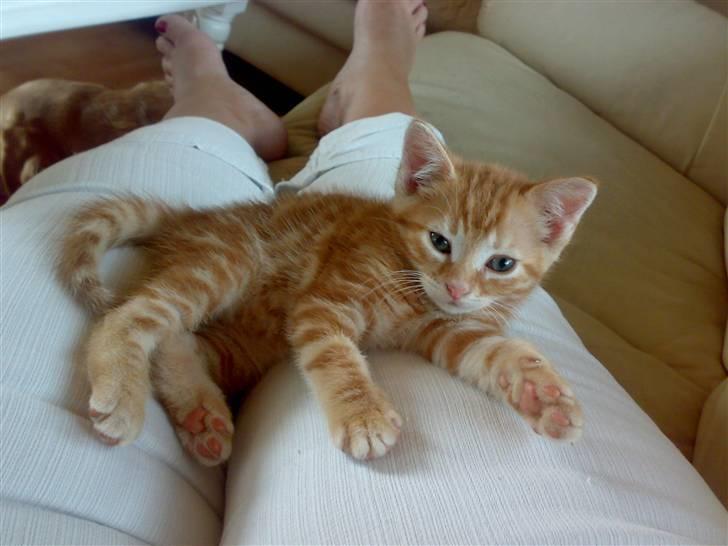 Huskat futte - det er dejligt at ligge ved mor billede 2