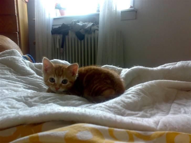 Huskat futte - åå jeg tager lige en slapper billede 3