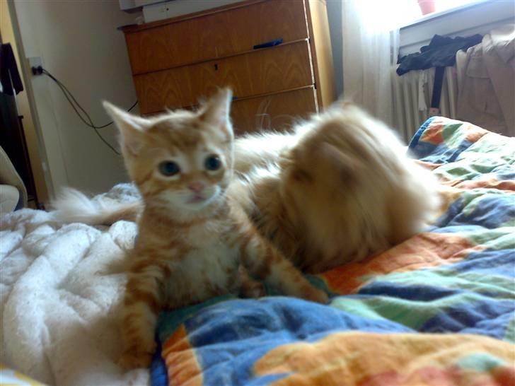 Huskat futte - gismo er min plejefar han vasker mig og jeg laver sugemærker på hans tytte mave billede 4