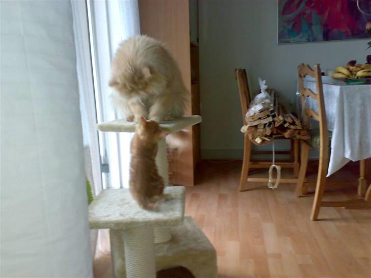 Huskat futte - se jeg leger med plege far gismo billede 5