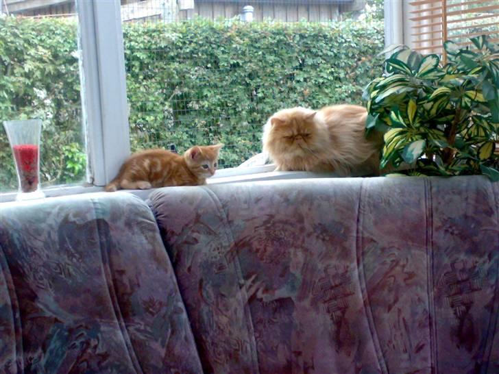 Huskat futte - her ligger jeg med gismo i mors udstue billede 6