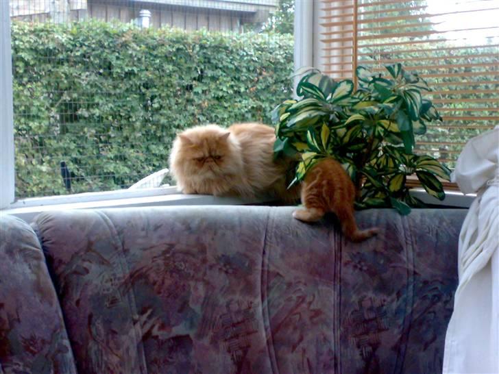 Huskat futte - hihi jeg elsker at lege med mors blomst billede 7